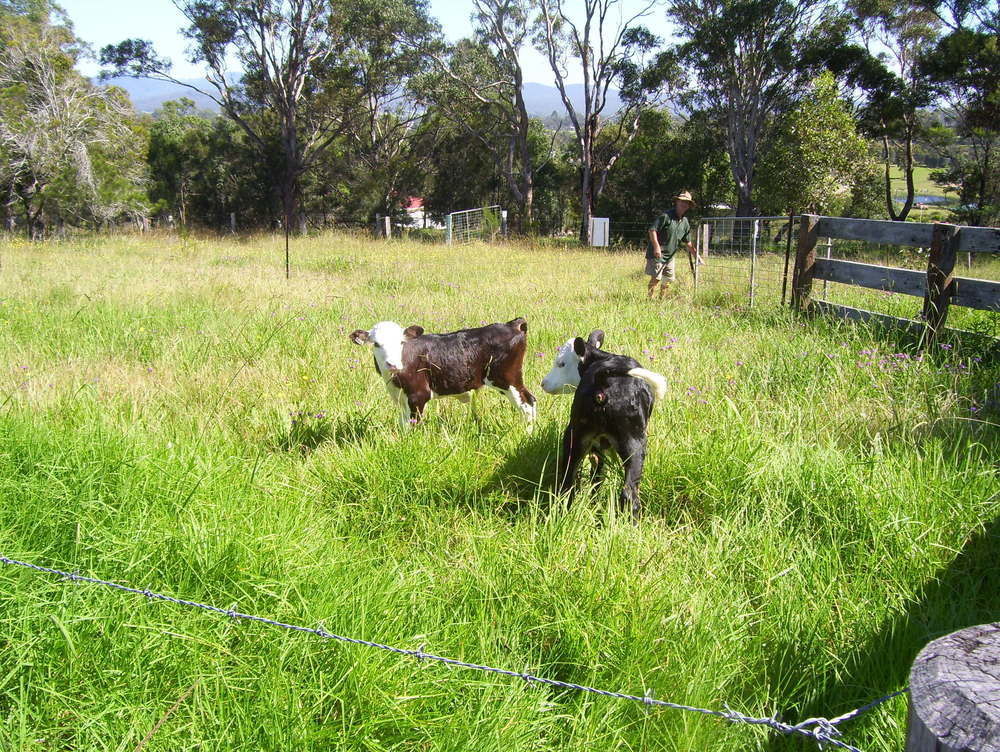 Bryn Glas Farm Stay Moruya Extérieur photo
